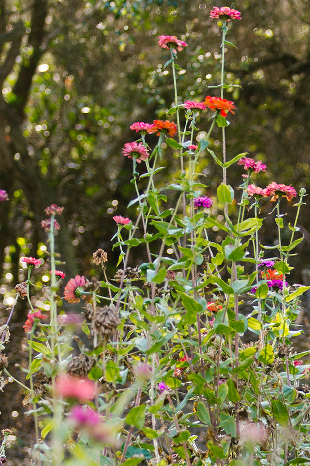 Golden Door Wildflower Honey